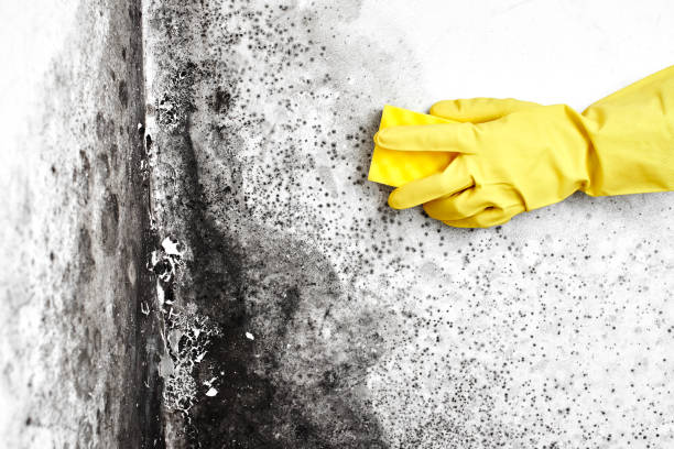 Best Mold Testing  in Mount Olive, NC
