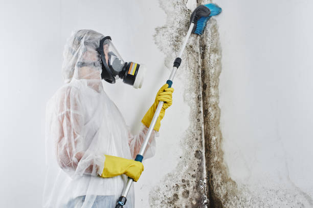 Best Crawl Space Mold Removal  in Mount Olive, NC