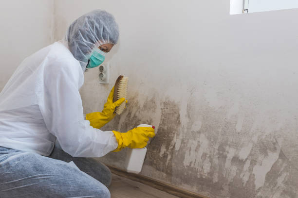Crawl Space Mold Removal in Mount Olive, NC