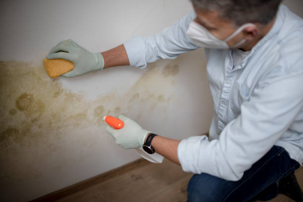 Best Mold Remediation  in Mount Olive, NC