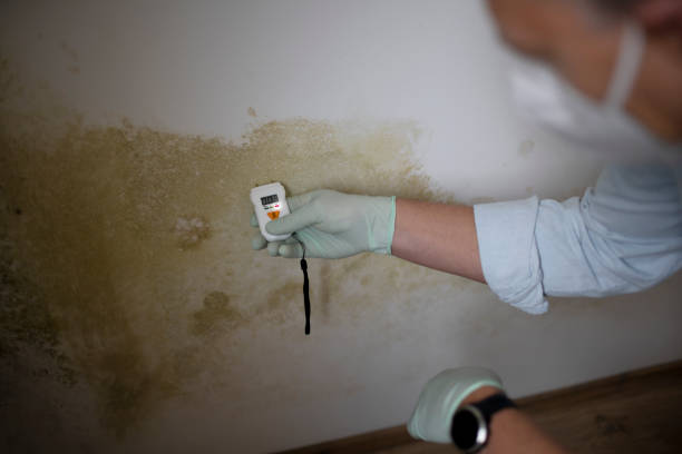 Best Mold Removal Company Near Me  in Mount Olive, NC