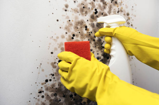 Best Mold Testing and Removal  in Mount Olive, NC