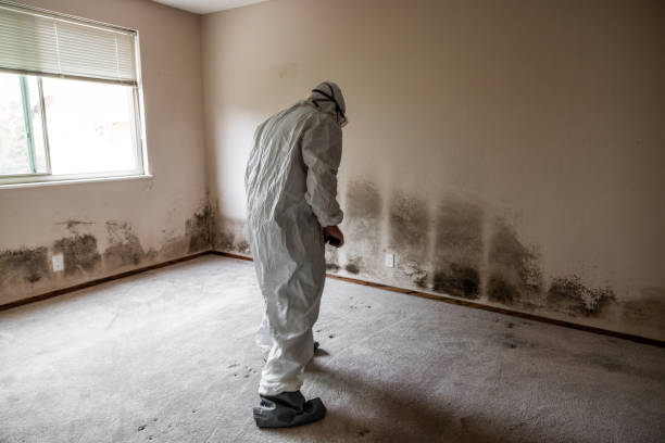 Best Black Mold Removal  in Mount Olive, NC