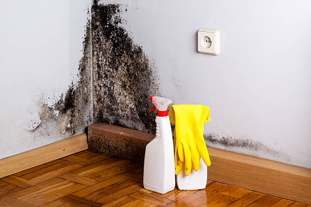 Office Mold Removal Services in Mount Olive, NC