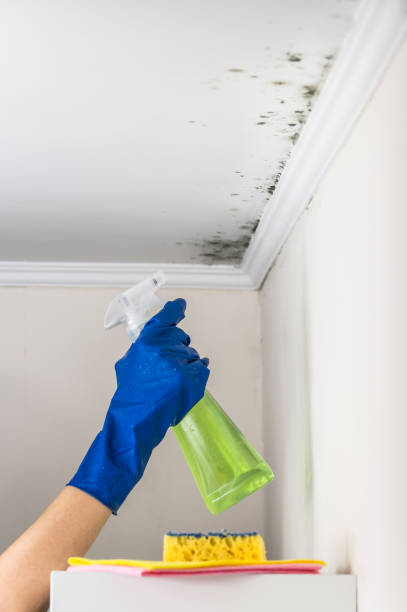 Best Commercial Mold Removal  in Mount Olive, NC